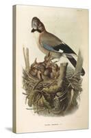 Illustration from Eugenio BettoniS Natural History of Birds That Nest in Lombardy Representing Eura-null-Stretched Canvas