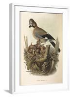 Illustration from Eugenio BettoniS Natural History of Birds That Nest in Lombardy Representing Eura-null-Framed Giclee Print