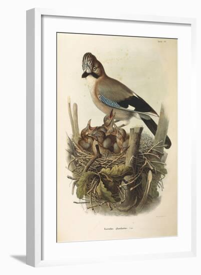 Illustration from Eugenio BettoniS Natural History of Birds That Nest in Lombardy Representing Eura-null-Framed Giclee Print