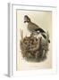 Illustration from Eugenio BettoniS Natural History of Birds That Nest in Lombardy Representing Eura-null-Framed Giclee Print