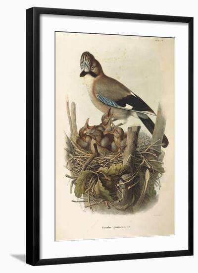 Illustration from Eugenio BettoniS Natural History of Birds That Nest in Lombardy Representing Eura-null-Framed Giclee Print