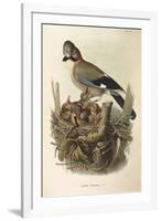 Illustration from Eugenio BettoniS Natural History of Birds That Nest in Lombardy Representing Eura-null-Framed Giclee Print