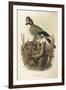 Illustration from Eugenio BettoniS Natural History of Birds That Nest in Lombardy Representing Eura-null-Framed Giclee Print