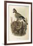 Illustration from Eugenio BettoniS Natural History of Birds That Nest in Lombardy Representing Eura-null-Framed Giclee Print