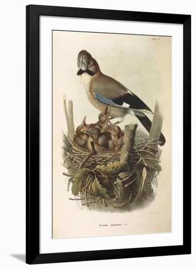 Illustration from Eugenio BettoniS Natural History of Birds That Nest in Lombardy Representing Eura-null-Framed Giclee Print