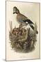 Illustration from Eugenio BettoniS Natural History of Birds That Nest in Lombardy Representing Eura-null-Mounted Giclee Print