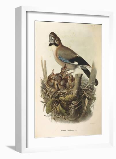 Illustration from Eugenio BettoniS Natural History of Birds That Nest in Lombardy Representing Eura-null-Framed Giclee Print