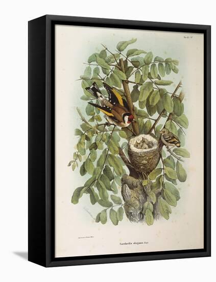 Illustration from Eugenio BettoniS Natural History of Birds That Nest in Lombardy Representing Euro-null-Framed Stretched Canvas