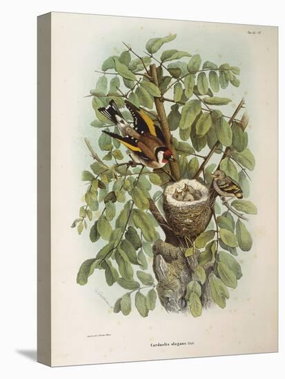 Illustration from Eugenio BettoniS Natural History of Birds That Nest in Lombardy Representing Euro-null-Stretched Canvas