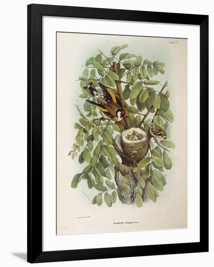 Illustration from Eugenio BettoniS Natural History of Birds That Nest in Lombardy Representing Euro-null-Framed Giclee Print