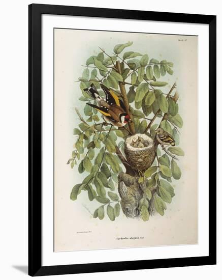 Illustration from Eugenio BettoniS Natural History of Birds That Nest in Lombardy Representing Euro-null-Framed Giclee Print