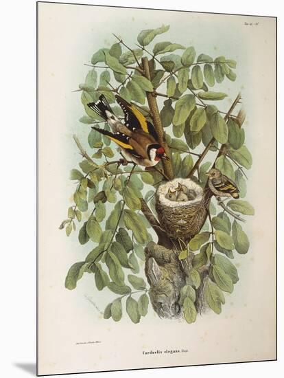 Illustration from Eugenio BettoniS Natural History of Birds That Nest in Lombardy Representing Euro-null-Mounted Giclee Print