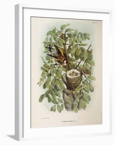 Illustration from Eugenio BettoniS Natural History of Birds That Nest in Lombardy Representing Euro-null-Framed Giclee Print