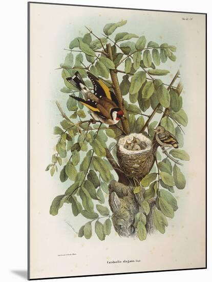 Illustration from Eugenio BettoniS Natural History of Birds That Nest in Lombardy Representing Euro-null-Mounted Giclee Print