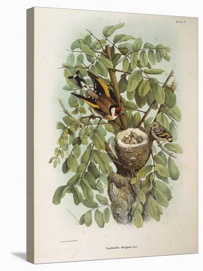 Illustration from Eugenio BettoniS Natural History of Birds That Nest in Lombardy Representing Euro-null-Stretched Canvas