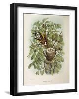 Illustration from Eugenio BettoniS Natural History of Birds That Nest in Lombardy Representing Euro-null-Framed Giclee Print