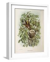 Illustration from Eugenio BettoniS Natural History of Birds That Nest in Lombardy Representing Euro-null-Framed Giclee Print