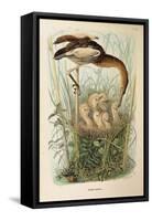 Illustration from Eugenio BettoniS Natural History of Birds That Nest in Lombardy Representing Litt-null-Framed Stretched Canvas