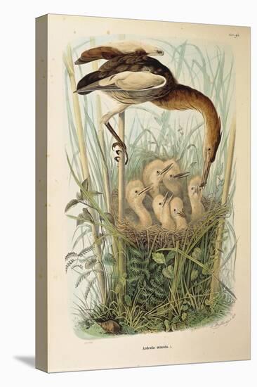 Illustration from Eugenio BettoniS Natural History of Birds That Nest in Lombardy Representing Litt-null-Stretched Canvas