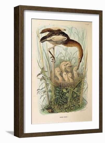 Illustration from Eugenio BettoniS Natural History of Birds That Nest in Lombardy Representing Litt-null-Framed Giclee Print