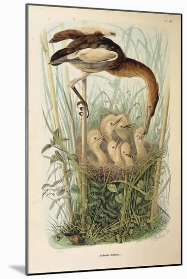 Illustration from Eugenio BettoniS Natural History of Birds That Nest in Lombardy Representing Litt-null-Mounted Giclee Print