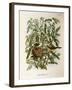 Illustration from Eugenio BettoniS Natural History of Birds That Nest in Lombardy Representing Melo-null-Framed Giclee Print