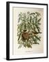 Illustration from Eugenio BettoniS Natural History of Birds That Nest in Lombardy Representing Melo-null-Framed Giclee Print