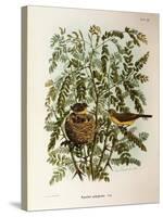 Illustration from Eugenio BettoniS Natural History of Birds That Nest in Lombardy Representing Melo-null-Stretched Canvas