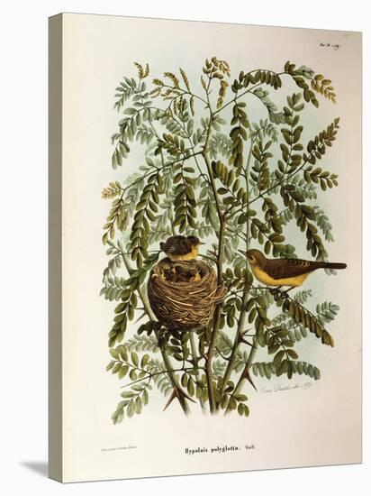 Illustration from Eugenio BettoniS Natural History of Birds That Nest in Lombardy Representing Melo-null-Stretched Canvas