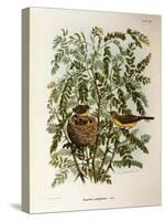 Illustration from Eugenio BettoniS Natural History of Birds That Nest in Lombardy Representing Melo-null-Stretched Canvas