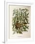 Illustration from Eugenio BettoniS Natural History of Birds That Nest in Lombardy Representing Melo-null-Framed Giclee Print