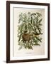 Illustration from Eugenio BettoniS Natural History of Birds That Nest in Lombardy Representing Melo-null-Framed Giclee Print