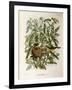 Illustration from Eugenio BettoniS Natural History of Birds That Nest in Lombardy Representing Melo-null-Framed Giclee Print