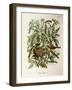 Illustration from Eugenio BettoniS Natural History of Birds That Nest in Lombardy Representing Melo-null-Framed Giclee Print