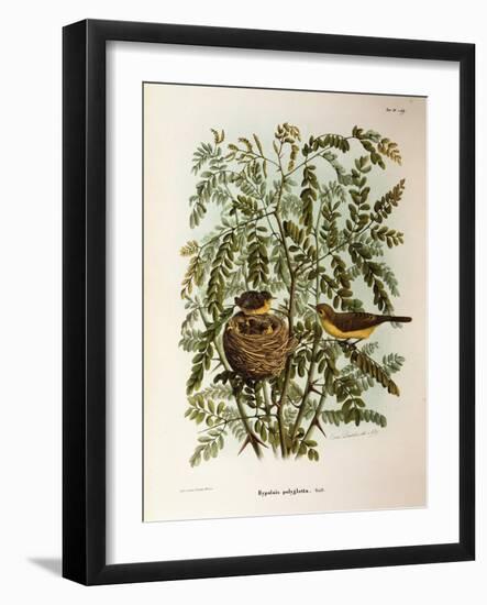 Illustration from Eugenio BettoniS Natural History of Birds That Nest in Lombardy Representing Melo-null-Framed Giclee Print