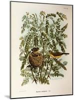 Illustration from Eugenio BettoniS Natural History of Birds That Nest in Lombardy Representing Melo-null-Mounted Giclee Print