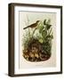 Illustration from Eugenio BettoniS Natural History of Birds That Nest in Lombardy Representing Nigh-null-Framed Giclee Print