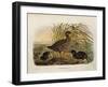 Illustration from Eugenio BettoniS Natural History of Birds That Nest in Lombardy Representing Spot-null-Framed Giclee Print