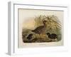 Illustration from Eugenio BettoniS Natural History of Birds That Nest in Lombardy Representing Spot-null-Framed Giclee Print