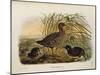 Illustration from Eugenio BettoniS Natural History of Birds That Nest in Lombardy Representing Spot-null-Mounted Giclee Print