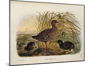 Illustration from Eugenio BettoniS Natural History of Birds That Nest in Lombardy Representing Spot-null-Mounted Giclee Print