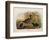 Illustration from Eugenio BettoniS Natural History of Birds That Nest in Lombardy Representing Spot-null-Framed Giclee Print