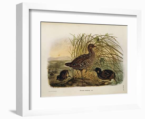 Illustration from Eugenio BettoniS Natural History of Birds That Nest in Lombardy Representing Spot-null-Framed Giclee Print
