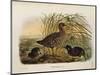 Illustration from Eugenio BettoniS Natural History of Birds That Nest in Lombardy Representing Spot-null-Mounted Giclee Print