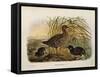 Illustration from Eugenio BettoniS Natural History of Birds That Nest in Lombardy Representing Spot-null-Framed Stretched Canvas