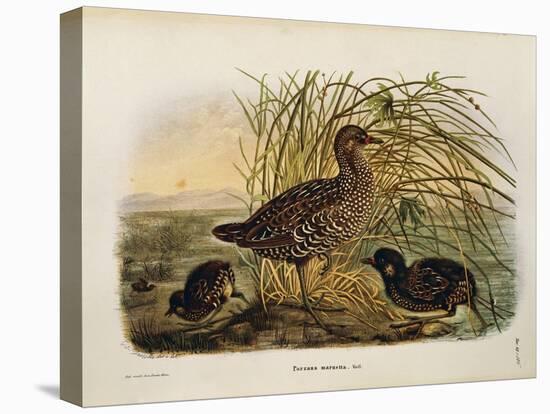 Illustration from Eugenio BettoniS Natural History of Birds That Nest in Lombardy Representing Spot-null-Stretched Canvas
