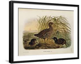 Illustration from Eugenio BettoniS Natural History of Birds That Nest in Lombardy Representing Spot-null-Framed Giclee Print