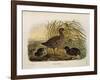 Illustration from Eugenio BettoniS Natural History of Birds That Nest in Lombardy Representing Spot-null-Framed Giclee Print