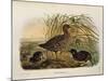 Illustration from Eugenio BettoniS Natural History of Birds That Nest in Lombardy Representing Spot-null-Mounted Giclee Print