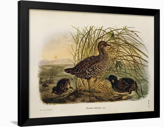 Illustration from Eugenio BettoniS Natural History of Birds That Nest in Lombardy Representing Spot-null-Framed Giclee Print